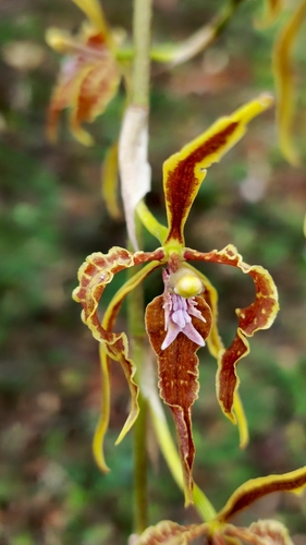 Cyrtochilum angustatum