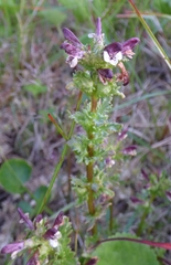 Pedicularis parviflora