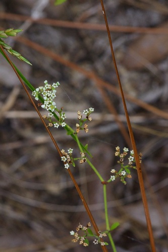 Image of Paronychia drummondii by (c) Michelle W. （鍾偉瑋）, some rights reserved (CC BY)