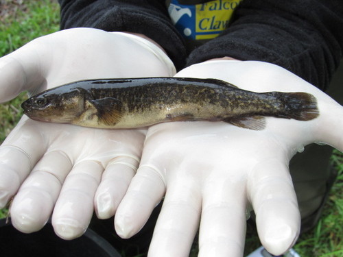 Bigmouth galaxias (Galaxias platei) — Galaxiidae — 2
