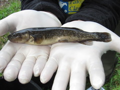 Plate's Galaxias photo 3