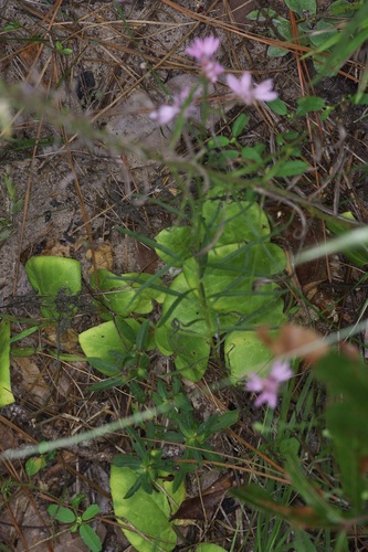 Image of Paronychia drummondii by (c) Michelle W. （鍾偉瑋）, some rights reserved (CC BY)