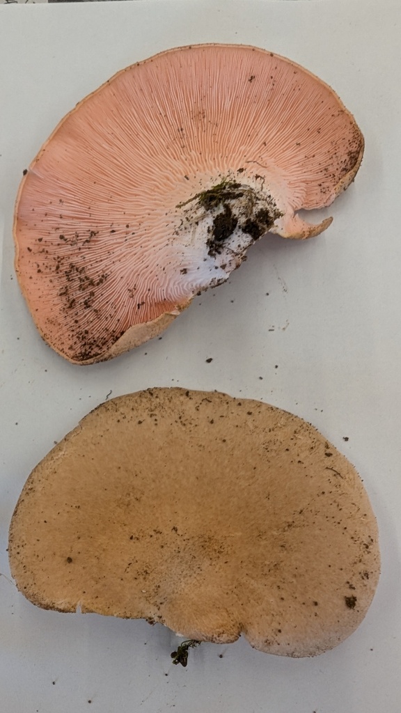 Pleurotus djamor · September 2024 · photo: © atsushi_nakajima_cirque (iNaturalist, cc-by)