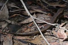 Silvascincus murrayi