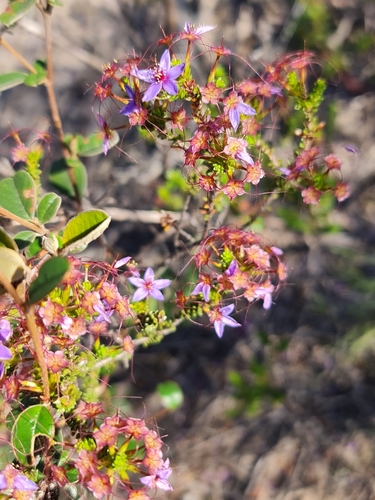 Image of Calytrix leschenaultii by (c) Belinda Forbes, some rights reserved (CC BY)