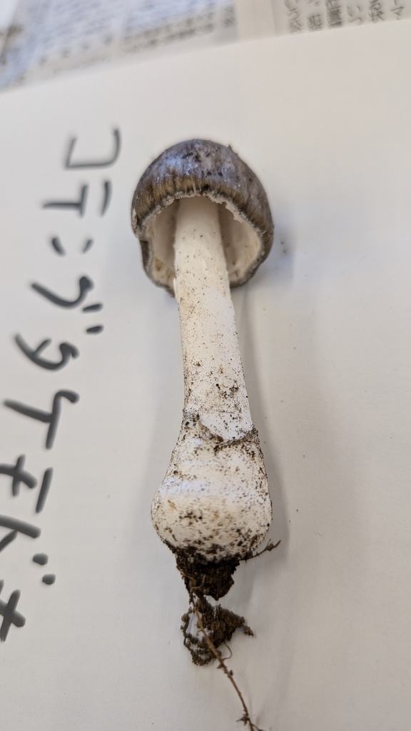 Amanita pseudoporphyria