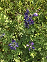 Lupinus nootkatensis