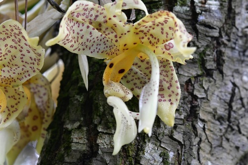Stanhopea oculata, photograph 6