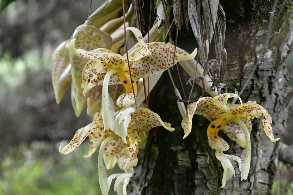 Stanhopea oculata