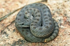 Crotalus pricei