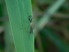 Psorophora cyanescens