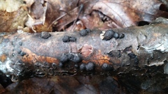 Annulohypoxylon archeri