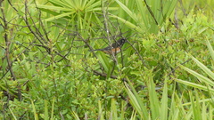 Pipilo erythrophthalmus alleni