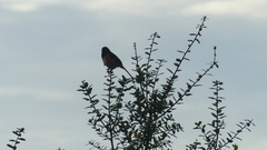 Pipilo erythrophthalmus alleni