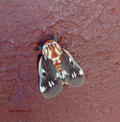 Citheronia splendens sinaloensis