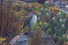Muscisaxicola alpinus
