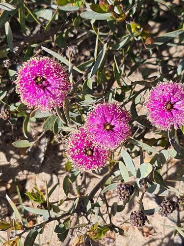 Melaleuca conothamnoides, photograph 2