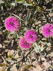 Belinda Forbes, CC BY, iNaturalist via GBIF Melaleuca conothamnoides, photograph Belinda Forbes, CC BY, iNaturalist via GBIF