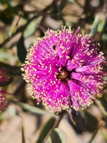 Melaleuca conothamnoides, photograph 3