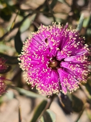 Belinda Forbes, CC BY, iNaturalist via GBIF Melaleuca conothamnoides, photograph Belinda Forbes, CC BY, iNaturalist via GBIF