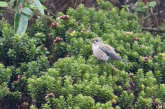 Oreotrochilus chimborazo