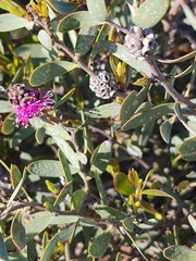 Belinda Forbes, CC BY, iNaturalist via GBIF Melaleuca conothamnoides, photograph Belinda Forbes, CC BY, iNaturalist via GBIF