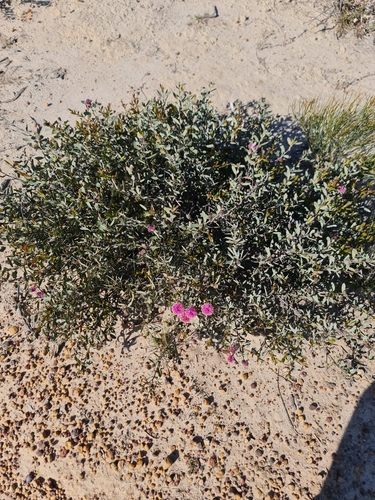 Melaleuca conothamnoides, photograph 5