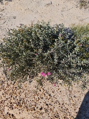 Belinda Forbes, CC BY, iNaturalist via GBIF Melaleuca conothamnoides, photograph Belinda Forbes, CC BY, iNaturalist via GBIF