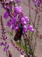 Zygaena lonicerae