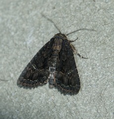 Dypterygia ordinarius