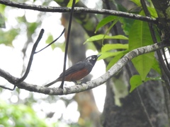 Monarcha richardsii