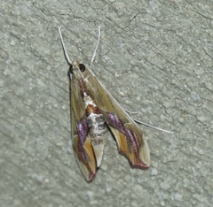Agathodes designalis