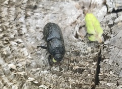 Sinodendron cylindricum