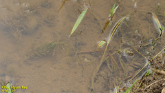 Pelophylax nigromaculatus