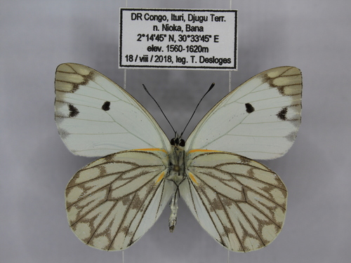 Belenois victoria