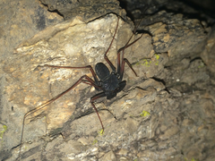 Paraphrynus carolynae