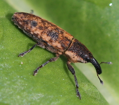 Lixus subtilis