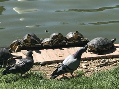 Trachemys scripta scripta