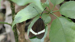 Pidorus atratus