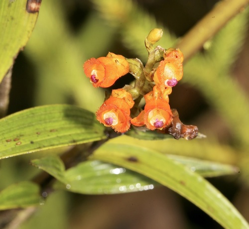 Image of Elleanthus aurantiacus by (c) Laura Gaudette, some rights reserved (CC BY)