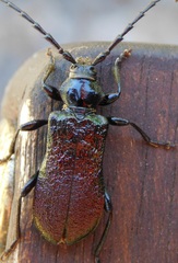 Ropalopus ungaricus