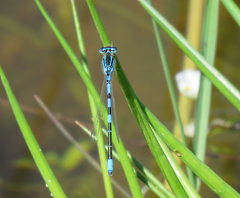 Coenagrion scitulum