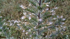 Echium italicum biebersteinii