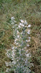 Echium italicum biebersteinii