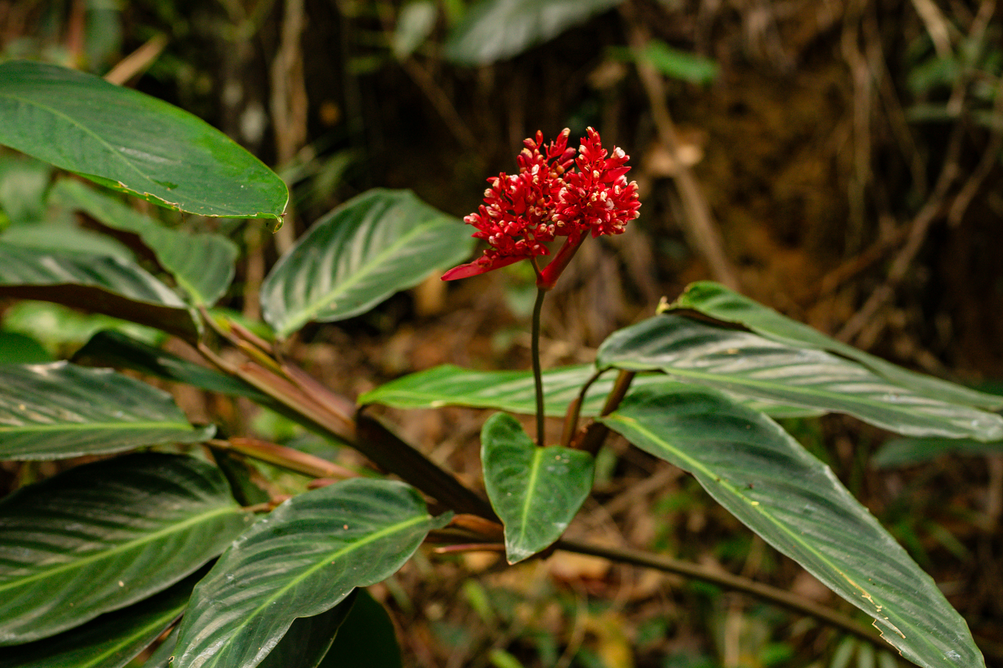 Imagem de Calateia Triostar