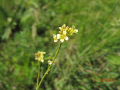 Sisymbrium polymorphum