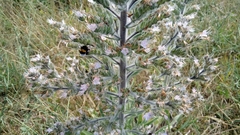 Echium italicum biebersteinii