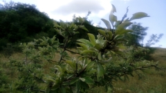 Pyrus elaeagrifolia