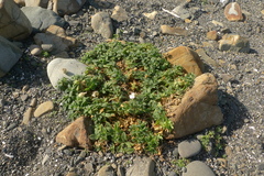 Silene uniflora uniflora