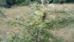 Pyrus elaeagrifolia